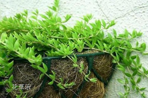 垂盆草如何安全越冬，垂盆草的养殖方法介绍
